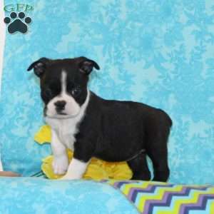 Karly, Boston Terrier Puppy